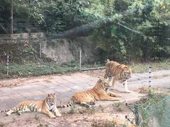 -深圳野生动物园