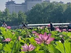 -莲花池公园