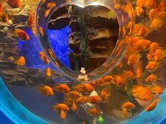 -芜湖新华联大白鲸海洋公园