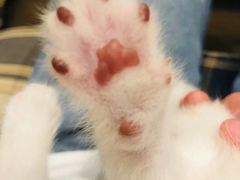 -重庆市奥林匹克体育中心-游泳跳水馆