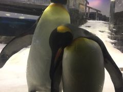 -悉尼海洋生物水族馆