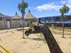 -西霞口神雕山野生动物世界