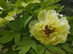 -洛阳郁金香牡丹园