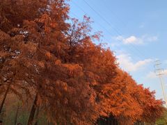 -上海海湾国家森林公园