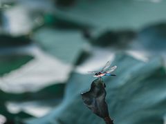 -青岛中山公园-索道售票处