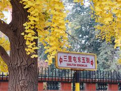 -三里屯东五街银杏大道