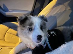 -翊宠yipet猫狗购宠庄园犬舍•猫舍