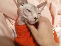 -绒爪撸猫下午茶·猫咖