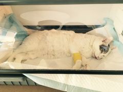 -芭比堂动物医院·犬猫全科·异宠专科(雁塔分院)