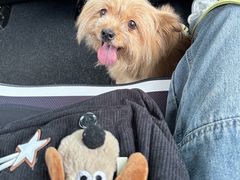 -瑞派康怡24h宠物医院·犬猫医疗中心·微创绝育(瑞景分院)