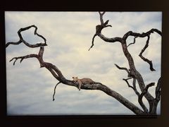 -罗红摄影艺术馆