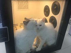 -东方名猫馆·英短金渐层布偶猫舍(环线广场1号楼店)