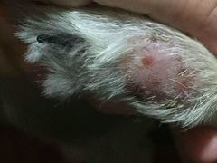 -中农大我爱我爱24h动物医院·中医针灸·猫专科·骨科医疗中心(双井店)