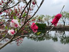 -无锡蠡湖国家湿地公园-蠡园