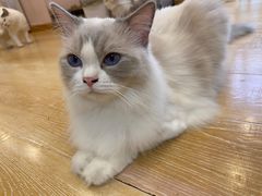 -猫咪派对(江南西店)