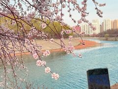 -桃花堤公园