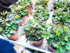 -双季花艺园艺市场(浦东店)