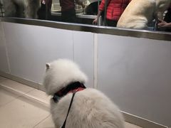 -宠物家(双井店)
