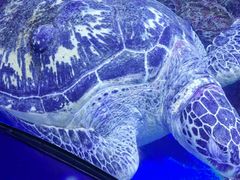 -成都浩海立方海洋公园