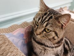 -安格丽娜·狗咖·猫咖羊驼咖(春熙路百盛商场店)