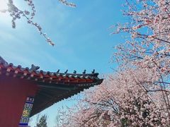 -桃花堤公园