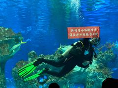 -芜湖新华联大白鲸海洋公园