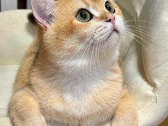 -芭比堂动物医院·CT·微创中心(新顺分院)