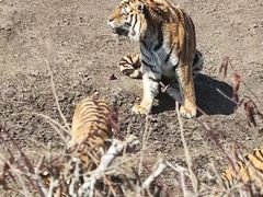 -沈阳森林动物园