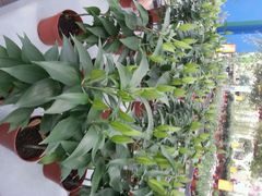 android_upload_pic-荷兰花海