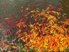 -武汉紫薇都市田园