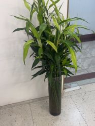 -苗方清颜·祛痘皮肤管理