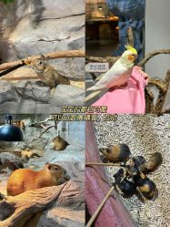 -Zoolung Zoolung动物主题公园(海信广场店)