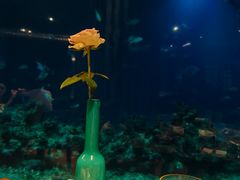 -海棠湾洲际-涛·海底餐厅·美人鱼·自助餐·海底隧道