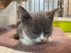 -1013 PET SHOP 宠物商店(近铁城市广场店)