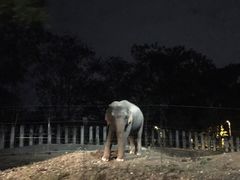 -清迈夜间动物园