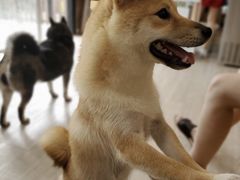 -柴犬高等学院·狗咖·柴犬售卖·宠物训练