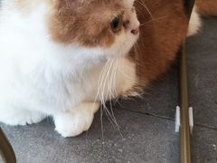 -飞行喵MR PILOT|猫舍·猫咖(静安大融城店)