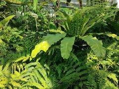 -国家植物园南园