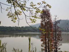 -美的鹭湖森林度假区