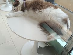 -怪兽屋·羊驼·猫咖·狗咖(俊华广场店)