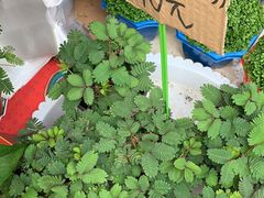 -秦美花卉(天朗·莱茵小城2期店)