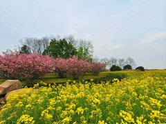 -径山花海