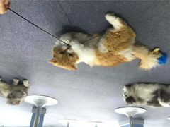 喵的天空-喵的天空名猫咖啡馆·撸猫·猫舍·用品