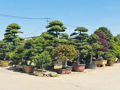 -龙大花卉苗木市场
