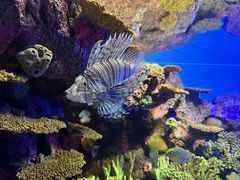 -上海海洋水族馆