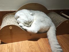 -有猫主题·治愈系猫咖(曾厝垵店)