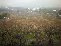 -香雪海