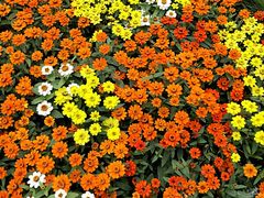 -深圳仙湖植物园-停车场