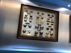 -上海昆虫博物馆