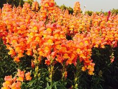 -广东花都香草世界旅游度假区
